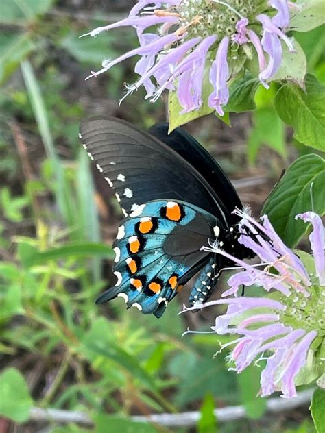 Pipevine Swallowtail From Newton County MS USA On June 18 2023 At 07