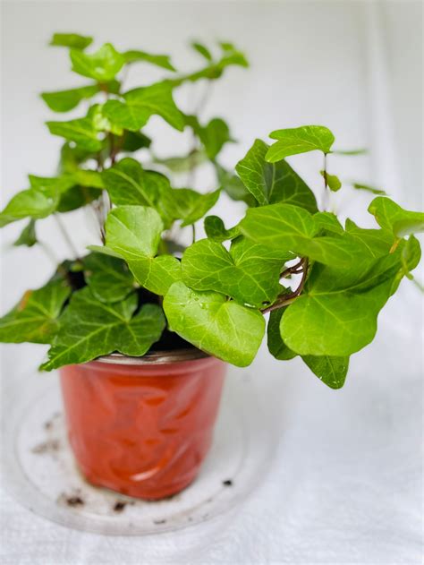 Live English Ivy Plant Hedera Helix Indoor Hanging Foliage Etsy