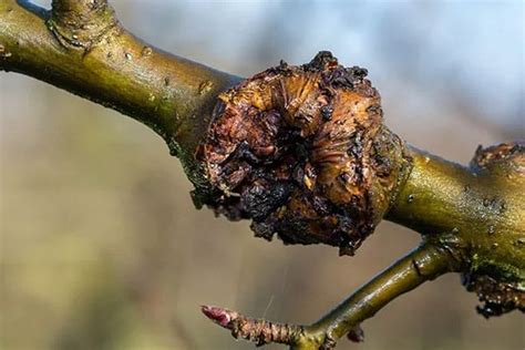 Common Tree Diseases In North Carolina Integrity Tree Care In Charlotte Nc