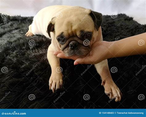 Girl Holding Puppy Pug Dog In Her Hands Her Face Is Sad And Beg Her