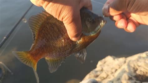 Solo Bluegill Fishing At Old Hickory Dam 06 09 2023 YouTube