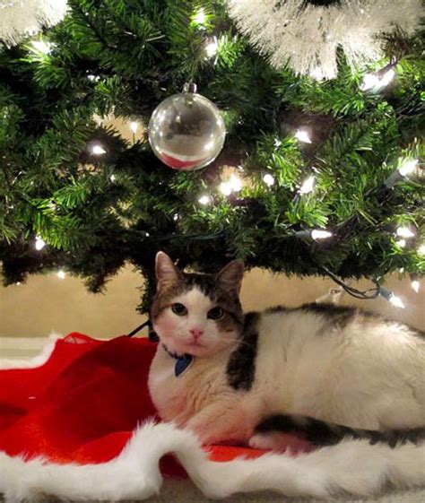 109 Cats Celebrating Christmas Cat Celebrating Cat Christmas Tree