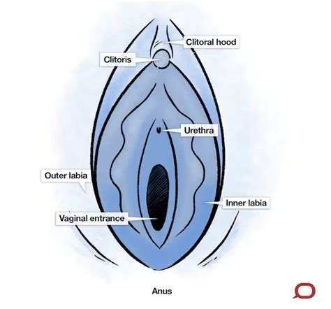 Hole Diagram How To Insert A Tampon Ilustración De Cómo Us