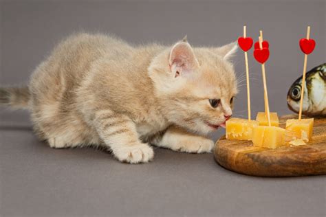 Can cats eat cheese?