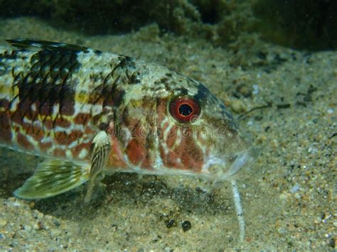 Striped Red Mullet Or Surmullet Mullus Surmuletus Close Up Undersea