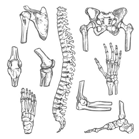 Iconos De Dibujo Vectorial De Huesos Y Articulaciones Del Cuerpo Humano Vector Premium