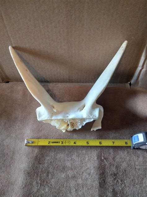 Pronghorn Antelope Skull Craft Etsy