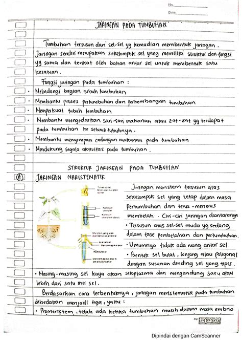 SOLUTION Jaringan Pada Tumbuhan Studypool