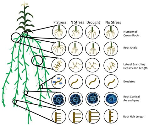 Frontiers Should Root Plasticity Be A Crop Breeding Target