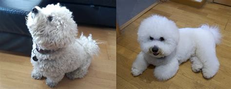 Dog before and after grooming : r/pics