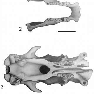 Glossotherium robustum skull (1) and mandible (2) in occlusal view ...