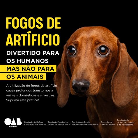 Campanha Da Oab Ma Alerta Para Danos Causados Por Fogos De Artif Cio A