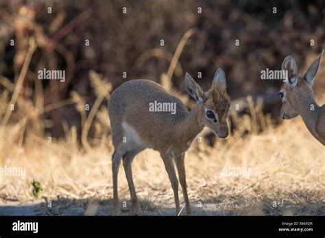 Dik Dik antelope Stock Photo - Alamy