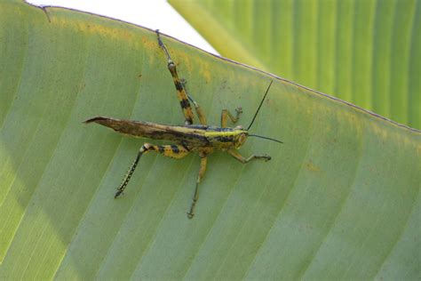 Hüpfer Foto & Bild | asia, malaysia, tiere Bilder auf fotocommunity