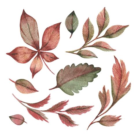 Premium Vector Watercolor Autumn Leaves Decorative