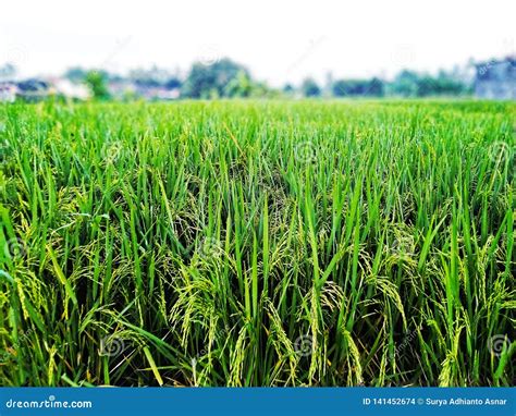 Paddy Field Stock Photo Image Of Nature Green Outdoor 141452674