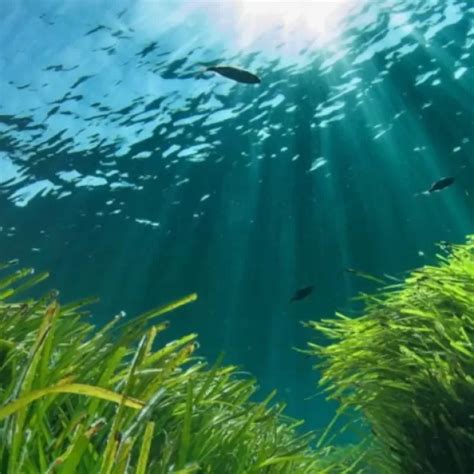 La Importancia De La Posidonia Oce Nica En La Biodiversidad De Menorca