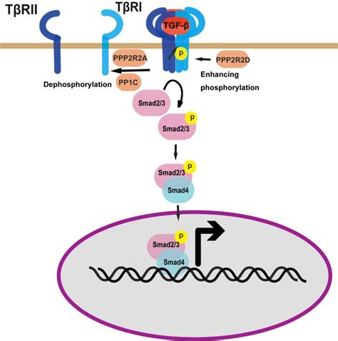 Regulation of TGF β receptor activity SpringerLink