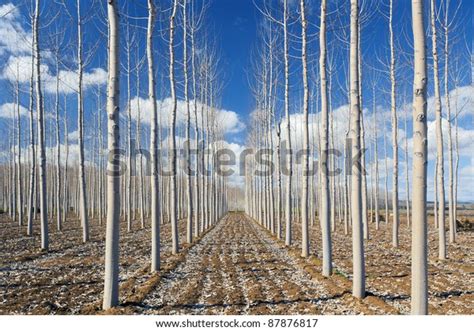 Nude Trees Winter Stock Photo 87876817 Shutterstock