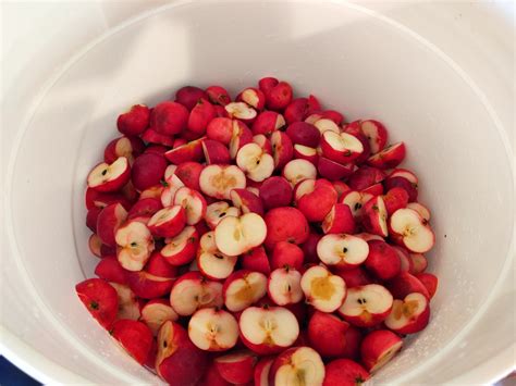 Large batch crab apple cider vinegar — The Re-Farmer | My Meals are on Wheels