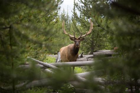 Wildlife | Cody Yellowstone