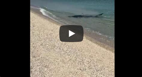 Soverato Uno Squalo Azzurro Si Avvicina Alla Spiaggia