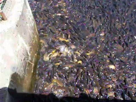 Des milliers de poissons sont bloqués au pied d un barrage Vidéo