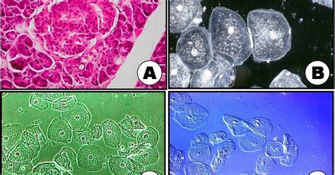 Sos Biologia Celular Y Tisular Repaso Del Practico Final Microscopia