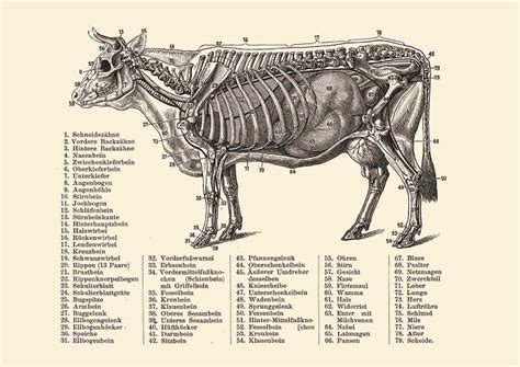 Anatomia Krowa Krowy Bydło Niska cena na Allegro pl