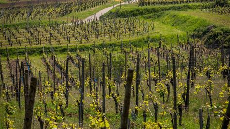 Famille Hebinger Alsace V Lo