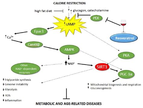 Mechanism Of Sirt Activation By Resveratrol The Effect Of Resveratrol