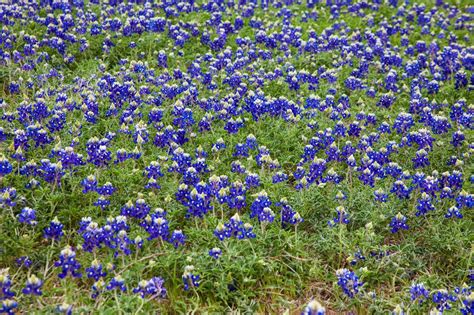 JaredDavidsonPhotography: Bluebonnet photographs