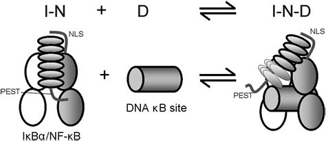 Detection Of A Ternary Complex Of Nf κb And Iκbα With Dna Provides