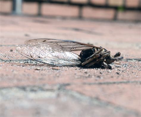 Cicadas 2024 South Carolina State Celia Nannette