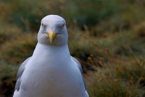 Seagull Close Up View - Free photo on Pixabay