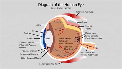 Eye Anatomy And Their Functions Free Printable Worksheet