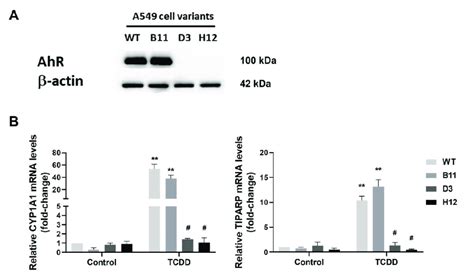 Expression Of The Ahr And Its Function Are Disrupted In The A Ahr Ko