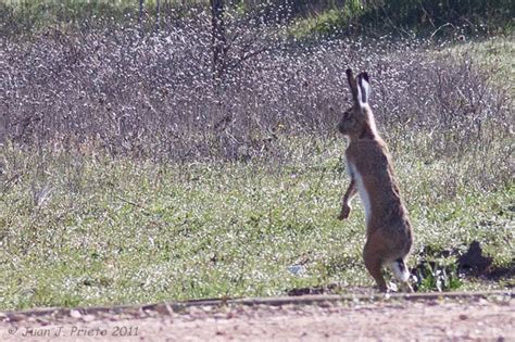 Lepus granatensis 2716 Biodiversidad Virtual Mamíferos