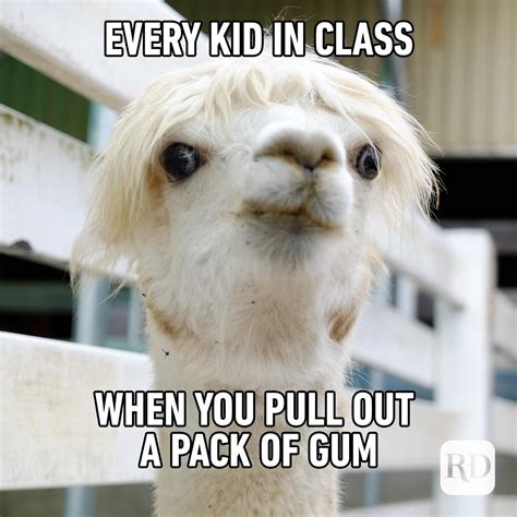 Funny Llamas Memes