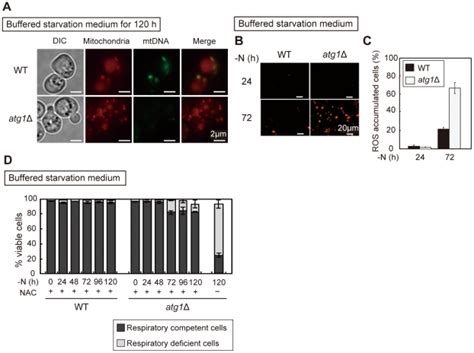 A Wt And Atg Cells Expressing Mitochondria Targeted Mcherry