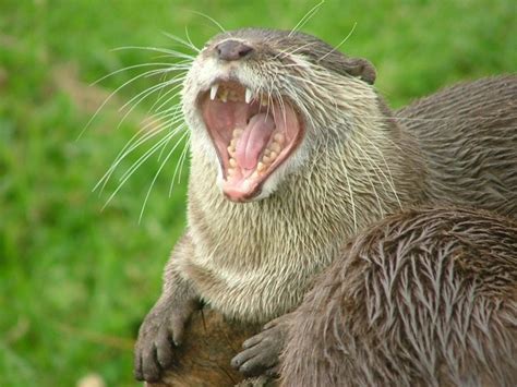 otter teeth | Beautiful creatures, Otters, Animals