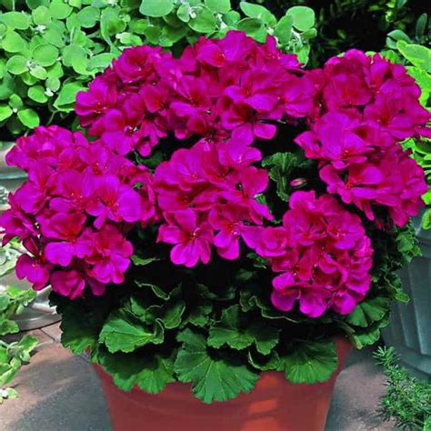 Уход за геранью зимой - особености ухода