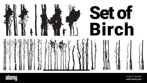 A Set Of Silhouette Birch Tree Vector Illustration Stock Vector Image