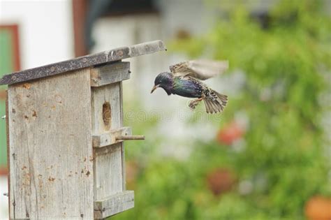 Bird Nest and European Starling . Stock Photo - Image of breeding, blur ...