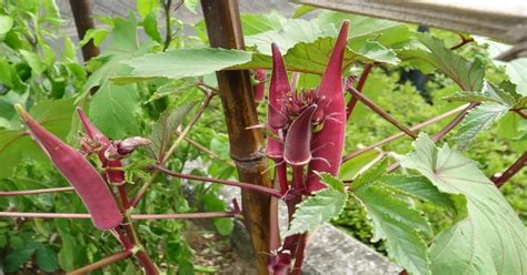 Okra How To Plant Grow And Care For Giy Plants