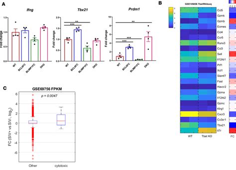 Expression Of Th1 Genes In TFH Cells Tbet Regulation Of Cytotoxic