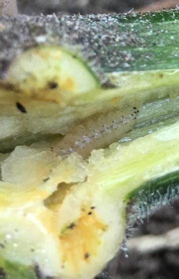 Squash Vine Borer Larva Bugguide