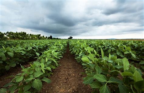 Chuva beneficia lavouras de feijão e milho terceira safra AgroClima