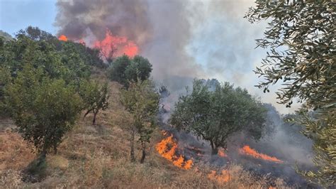 Son Dakİka Manisa Turgutlu Da Orman Yangını Dünya Gazetesi