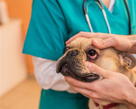 Cães braquicefálicos os cuidados os pets de focinho achatado